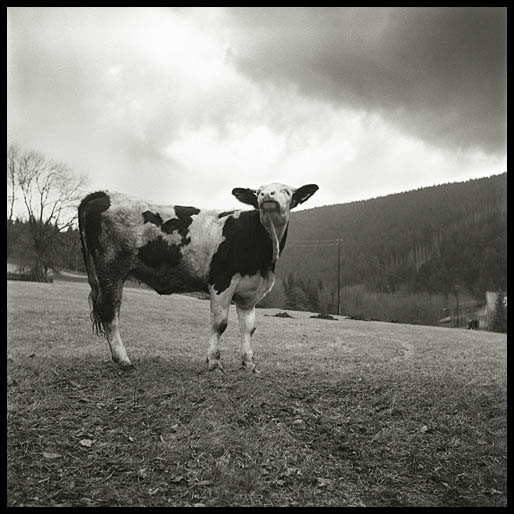 portrt kravky v Podolnkch (Portrait of a cow in Podolnky)